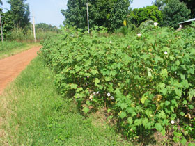 Plan de coton au Togo